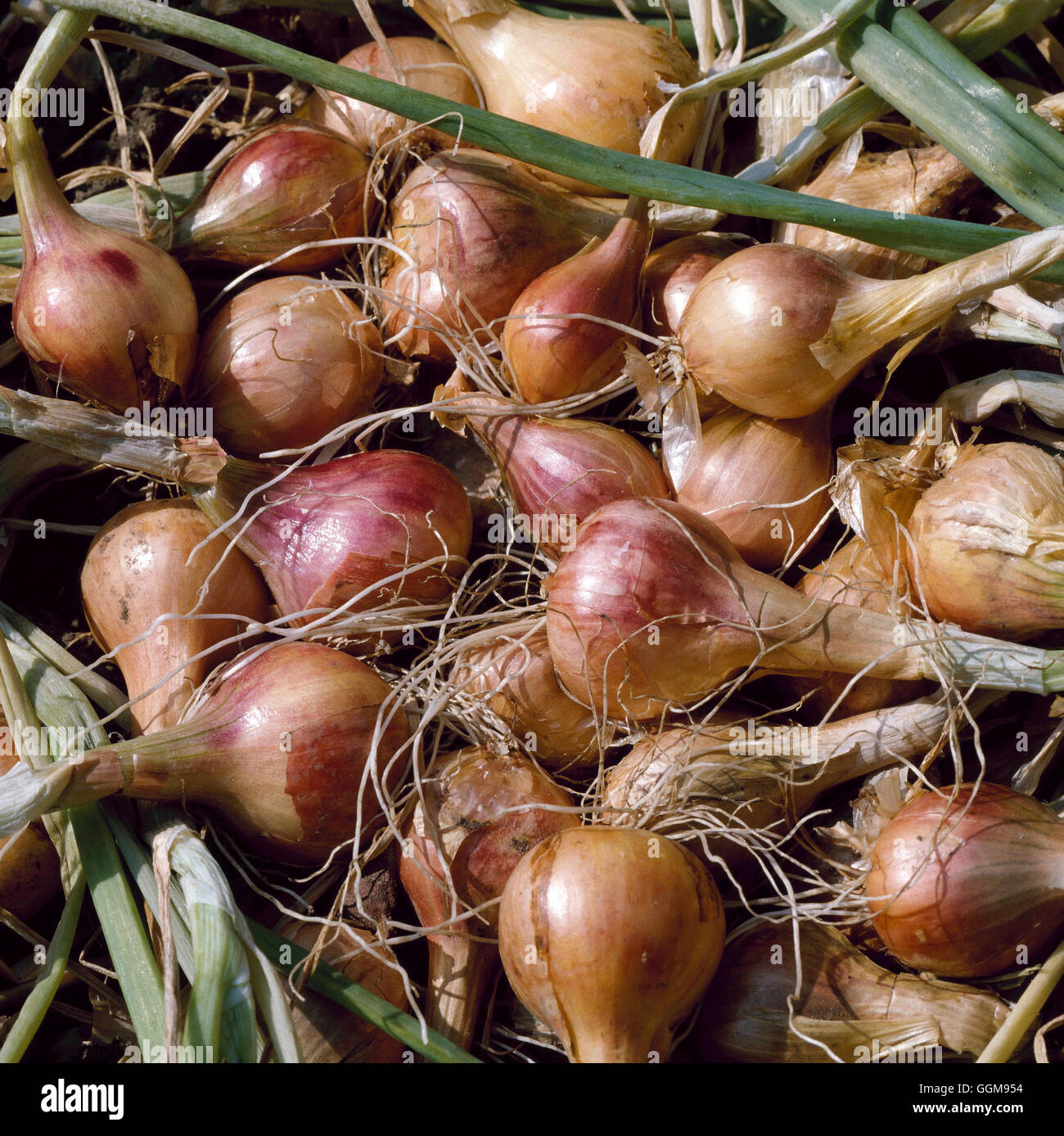 Shallot - `Success'   VEG067696 Stock Photo